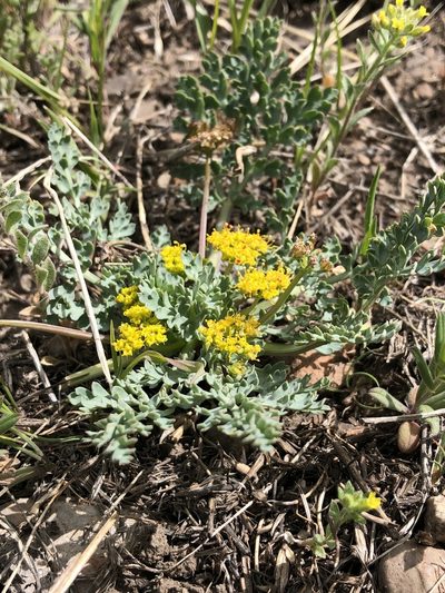Cymopterus longipes, photographed by Ellen Eiriksson
