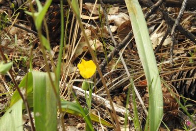 Calochortus monophyllus, photographed by Hydrocycler (Elizabeth Dougherty)
