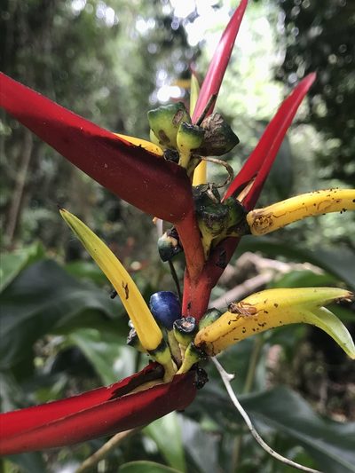 Heliconia vaginalis, photographed by Nicolás Baresch Uribe