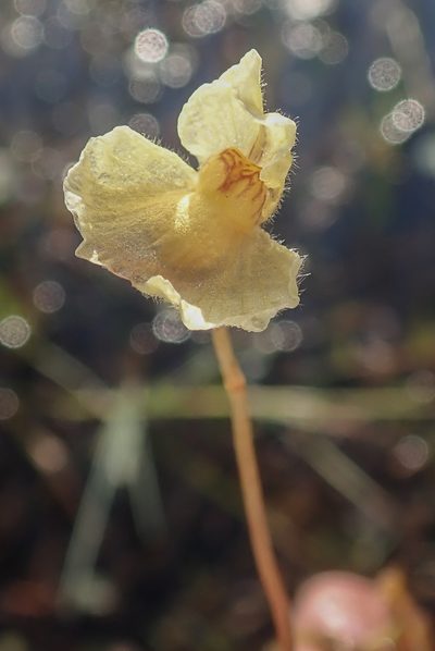 Utricularia reflexa, photographed by Robert Taylor