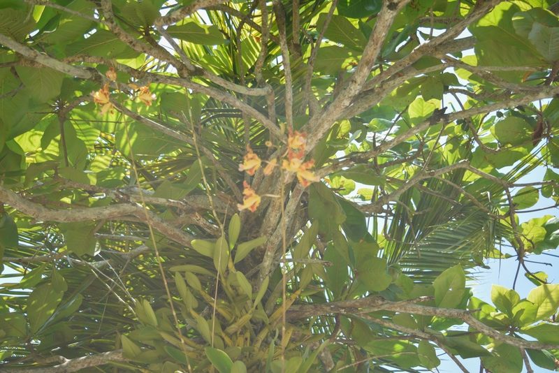 Myrmecophila brysiana, photographed by Saban-Sequén, E.A.