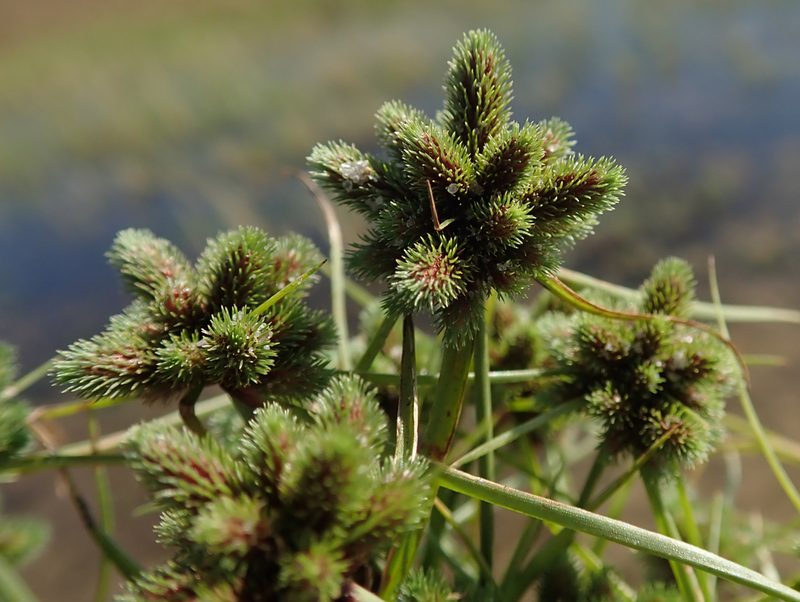 Cyperus hystricoides, photographed by Robert Taylor