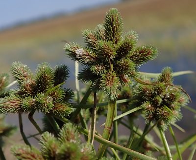 Cyperus hystricoides, photographed by Robert Taylor