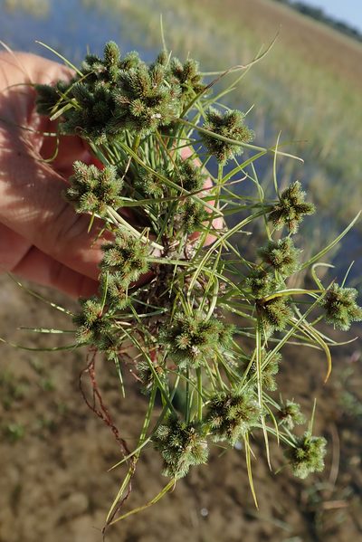 Cyperus hystricoides, photographed by Robert Taylor