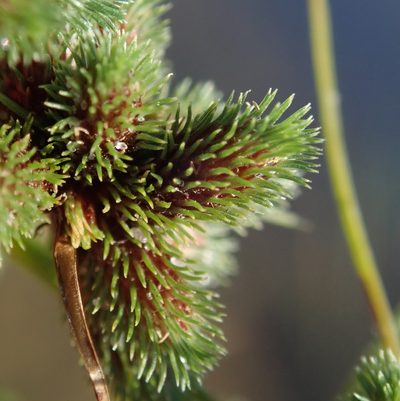 Cyperus hystricoides, photographed by Robert Taylor