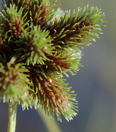 Cyperus hystricoides, photographed by Robert Taylor