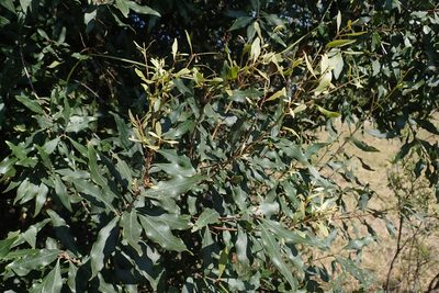 Euclea divinorum, photographed by Robert Taylor