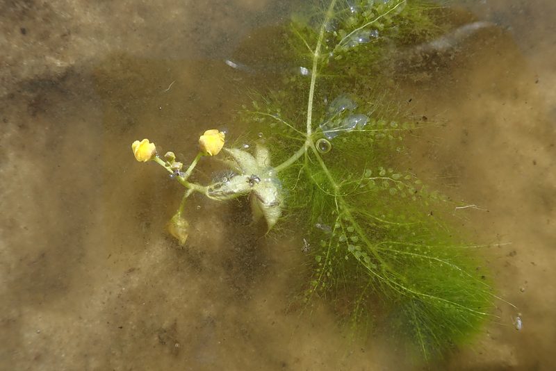 Utricularia stellaris, photographed by Robert Taylor