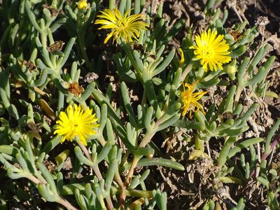 Malephora lutea, photographed by Shaun Swanepoel