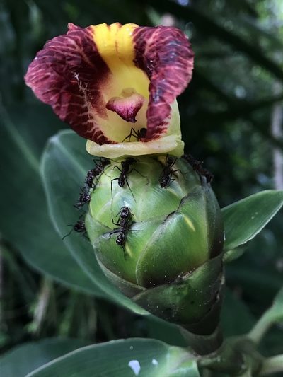 Costus laevis, photographed by Nicolás Baresch Uribe
