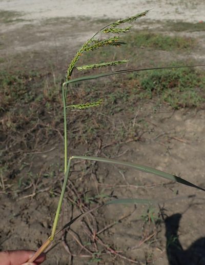 Urochloa trichopus, photographed by Robert Taylor