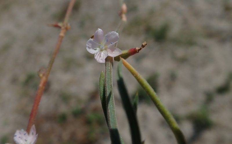 Oxygonum alatum, photographed by Robert Taylor