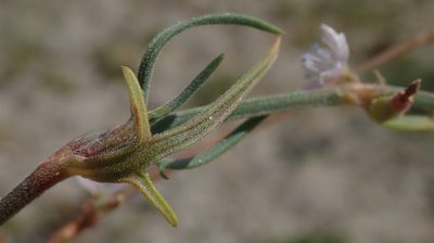 Oxygonum alatum, photographed by Robert Taylor