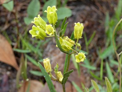 Asclepias pedicellata, photographed by Kai Squires