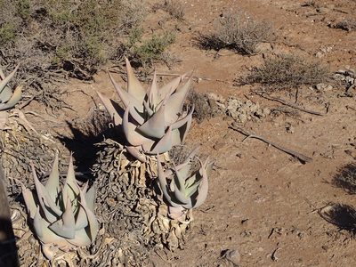 Aloe striata, photographed by Shaun Swanepoel