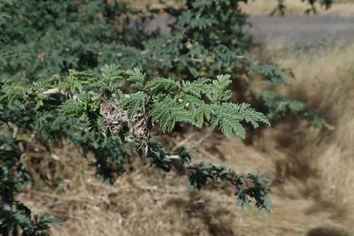 Faidherbia albida, photographed by Robert Taylor