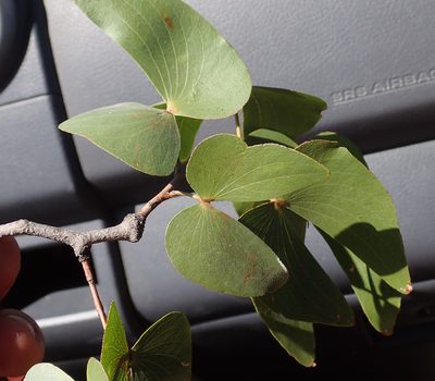 Colophospermum mopane, photographed by Robert Taylor