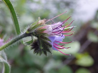 Echium lusitanicum, photographed by Carminda Santos