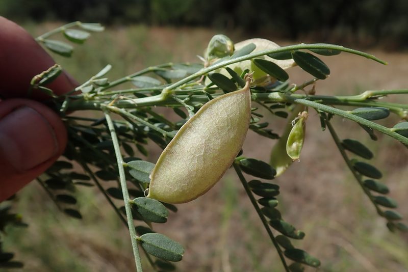 Lessertia benguellensis, photographed by Robert Taylor