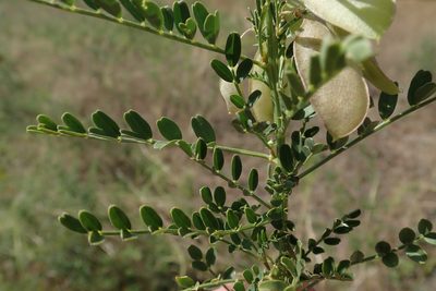 Lessertia benguellensis, photographed by Robert Taylor