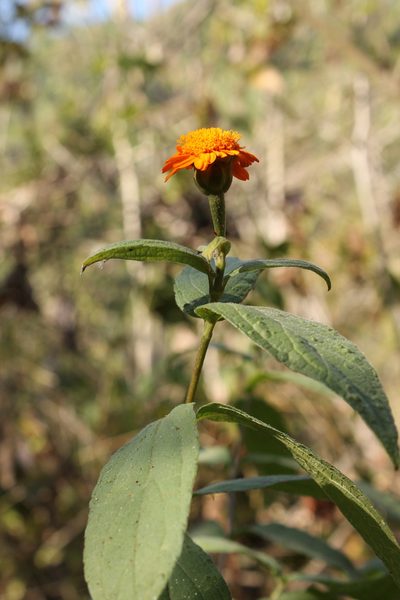 Lasianthaea macrocephala, photographed by Viacheslav Shalisko