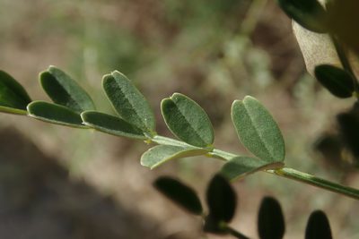 Lessertia benguellensis, photographed by Robert Taylor