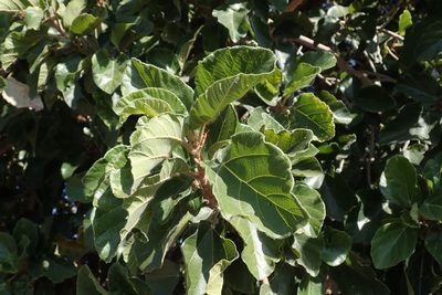 Ficus sycomorus, photographed by Robert Taylor