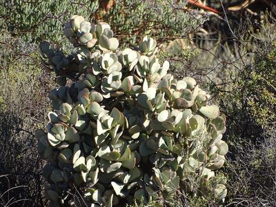 Crassula arborescens, photographed by Shaun Swanepoel
