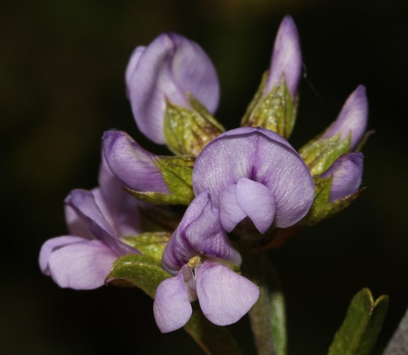 Psoralea rubicunda, photographed by Brian du Preez