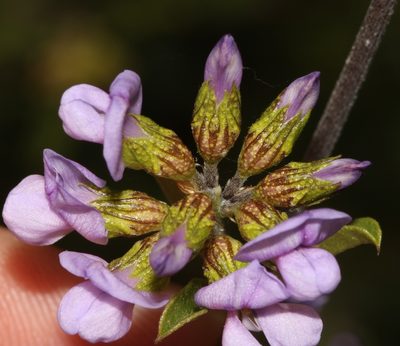 Psoralea rubicunda, photographed by Brian du Preez