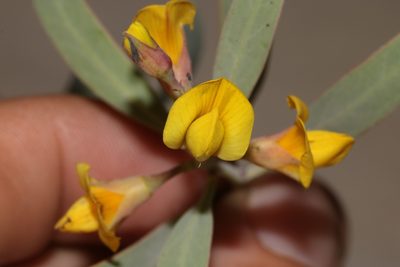 Rafnia racemosa, photographed by Brian du Preez