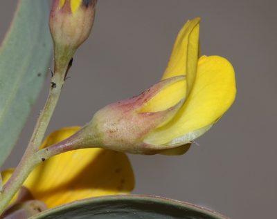 Rafnia racemosa, photographed by Brian du Preez