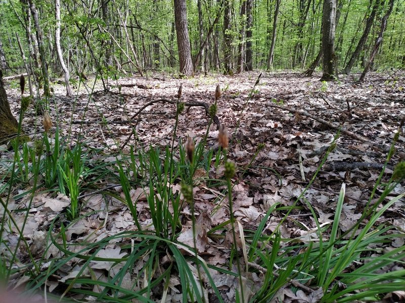 Carex brevicollis, photographed by Богдан Кученко