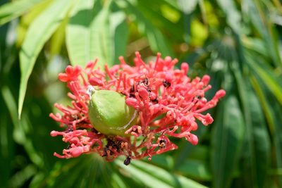 Jatropha podagrica, photographed by Saban-Sequén, E.A.