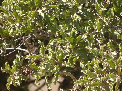Euclea undulata, photographed by Shaun Swanepoel