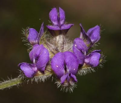 Afrolobium swartbergense, photographed by Brian du Preez