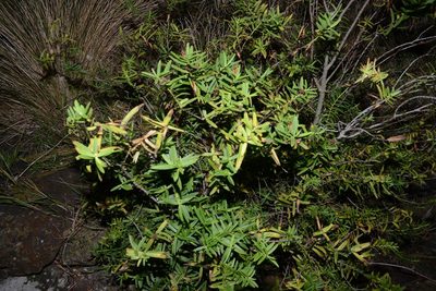 Veronica strictissima, photographed by Jon Sullivan