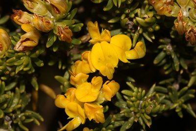 Aspalathus fusca, photographed by Brian du Preez