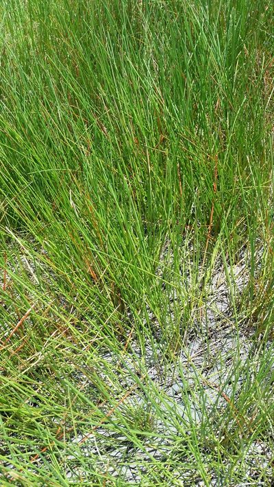 Eleocharis elongata, photographed by Jay Horn