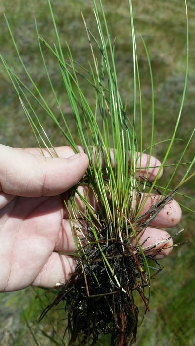 Eleocharis elongata, photographed by Jay Horn