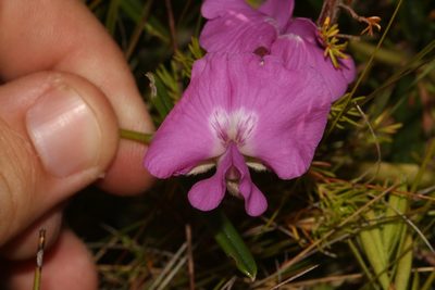Podalyria oleifolia, photographed by Brian du Preez