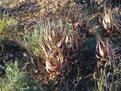 Aloe microstigma, photographed by Shaun Swanepoel