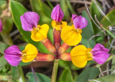Hosackia gracilis, photographed by Don Loarie