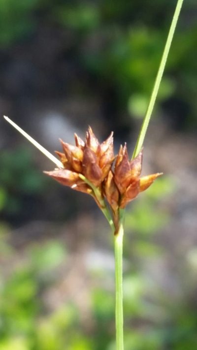 Rhynchospora intermedia, photographed by Jay Horn
