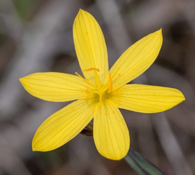 Sisyrinchium californicum, photographed by Don Loarie