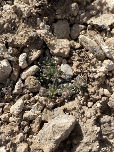 Eriogonum villiflorum, photographed by Matt Berger