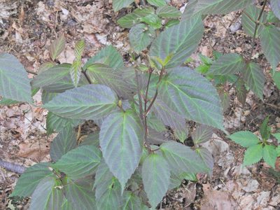 Viburnum setigerum, photographed by Navin Sasikumar