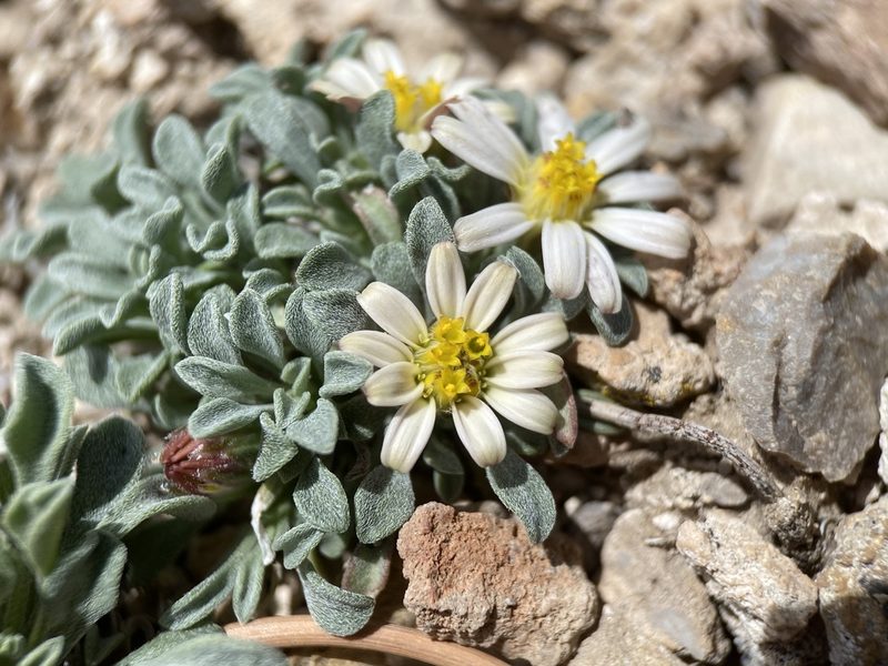 Townsendia jonesii, photographed by Matt Berger