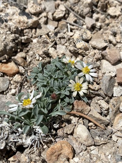 Townsendia jonesii, photographed by Matt Berger