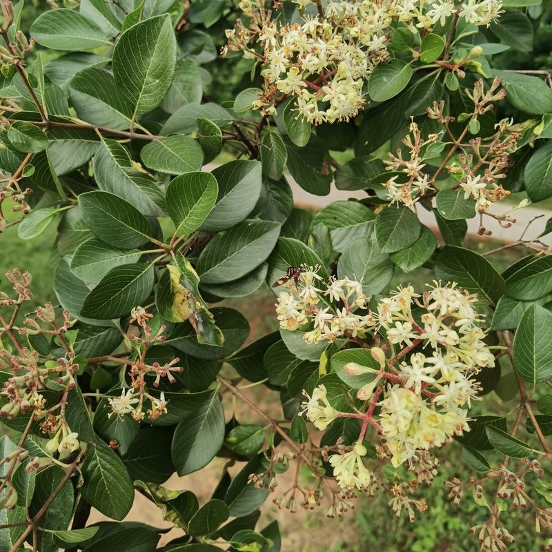 Calycophyllum multiflorum, photographed by Luis Recalde